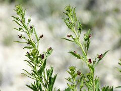 Scrophularia cretacea