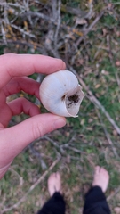 Helix pomatia