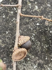 Quercus phellos