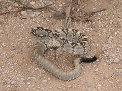 Crotalus ornatus