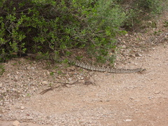 Crotalus ornatus