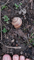 Helix pomatia