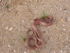 Masticophis flagellum testaceus