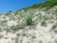 Scrophularia cretacea