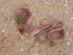 Masticophis flagellum testaceus