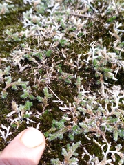 Selaginella dregei