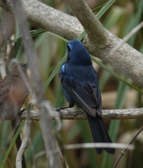 Cyanoloxia brissonii