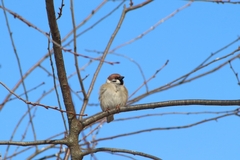 Passer montanus