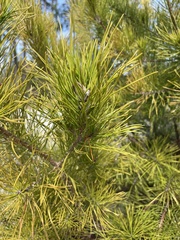 Pinus clausa