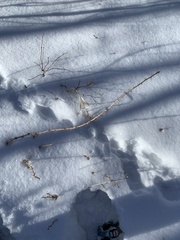 Ribes oxyacanthoides