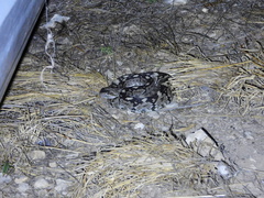 Crotalus ornatus