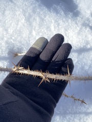 Ribes oxyacanthoides