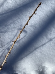 Ribes oxyacanthoides