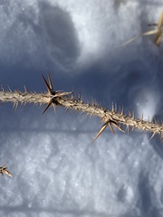 Ribes oxyacanthoides