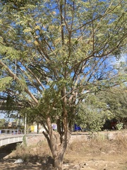 Enterolobium cyclocarpum