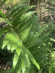 Acrostichum danaeifolium