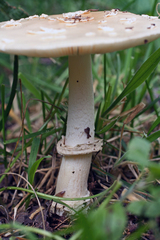 Amanita multisquamosa