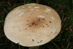 Amanita multisquamosa