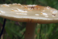Amanita multisquamosa