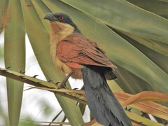 Centropus senegalensis