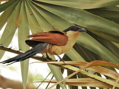 Centropus senegalensis