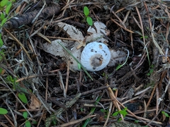 Geastrum striatum