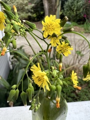 Youngia thunbergiana