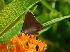 Satyrium titus