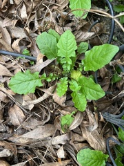 Youngia thunbergiana