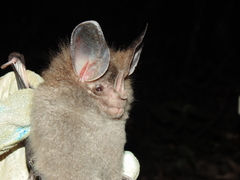 Chrotopterus auritus
