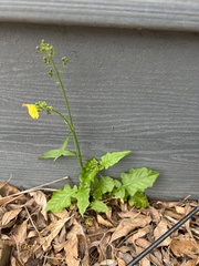 Youngia thunbergiana