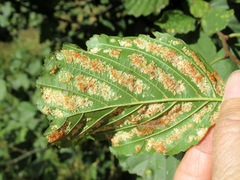 Acalitus brevitarsus