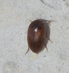 Eucinetidae