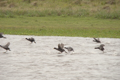 Fulica rufifrons