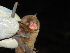 Myotis ruber