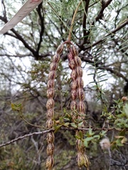 Prosopis flexuosa
