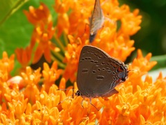 Satyrium edwardsii