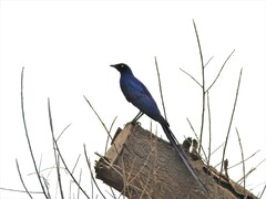 Lamprotornis caudatus