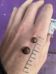 Hygromia cinctella
