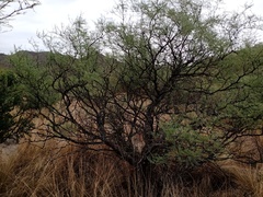 Prosopis flexuosa
