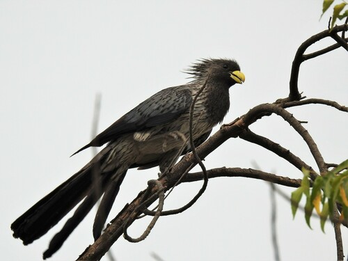 Western Plantain-eater