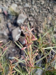 Acanthostyles buniifolius