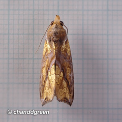 Plusiodonta coelonota