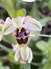 Ophrys umbilicata
