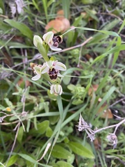 Ophrys umbilicata