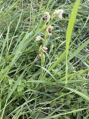 Ophrys umbilicata