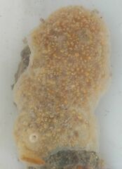 Aplidium