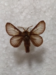 Malacosoma franconicum