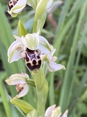 Ophrys umbilicata