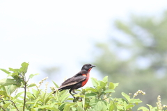 Leistes militaris
